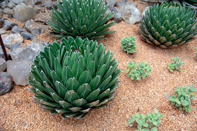 High angle view of succulent plant