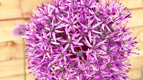 Allium gladiator closeup 