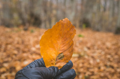 Close-up of hand holding orange leaf