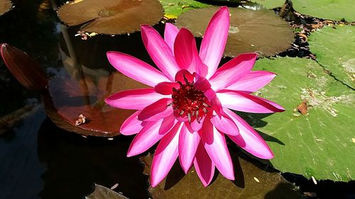 High angle view of lotus water lily in lake