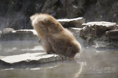 View of sheep drinking water from rock