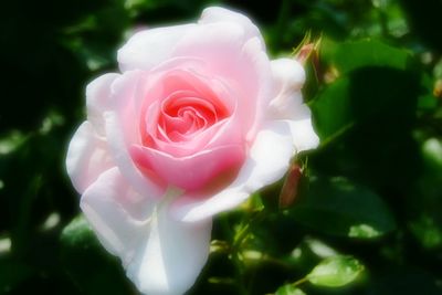 Close-up of pink rose