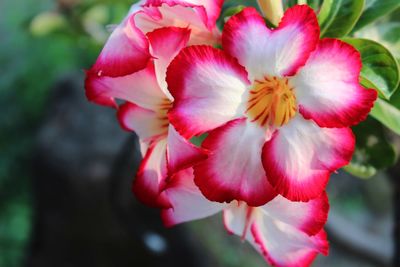 Close-up of pink flower
