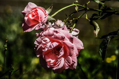 Close-up of pink rose