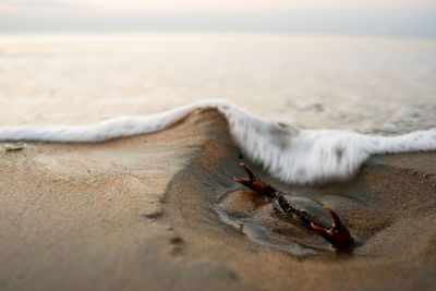 Close-up of crab on beach