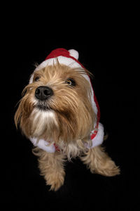 Portrait of a dog over black background