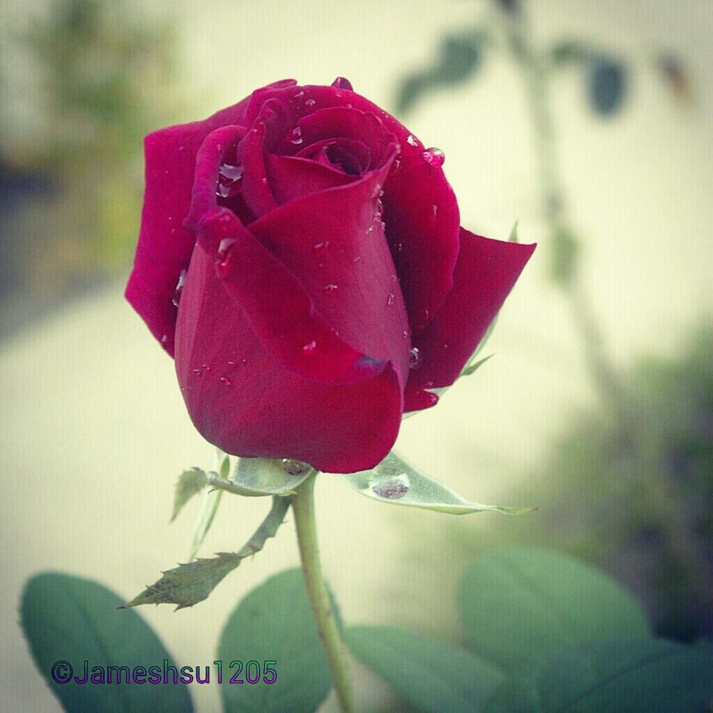 flower, petal, flower head, rose - flower, freshness, fragility, single flower, close-up, focus on foreground, beauty in nature, rose, red, pink color, blooming, nature, growth, single rose, drop, wet, stem