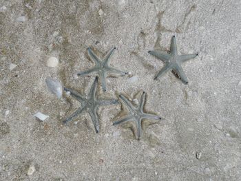 High angle view of starfish on beach