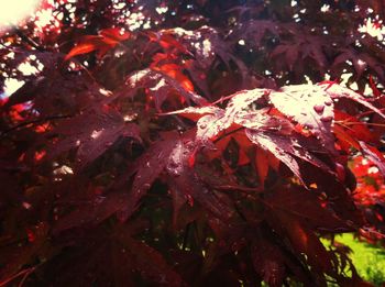 Close-up of red leaves