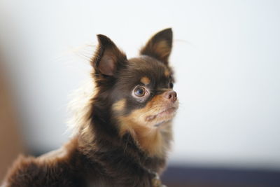 Close-up of a dog looking away