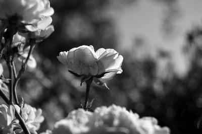 Close-up of rose blooming outdoors