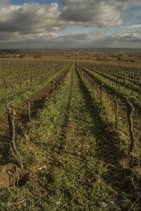 Scenic view of agricultural field against sky