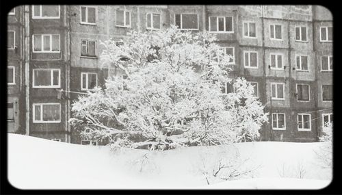 Bare trees in city