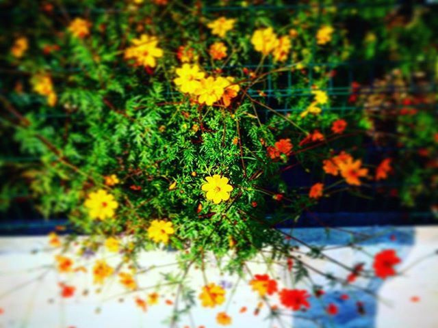 flower, freshness, fragility, growth, petal, yellow, beauty in nature, plant, flower head, blooming, nature, in bloom, focus on foreground, selective focus, blossom, close-up, stem, botany, daisy, outdoors