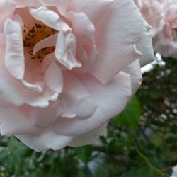 Close-up of rose blooming outdoors