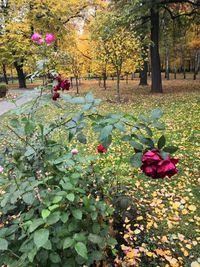 Close-up of flowering plants in park during autumn