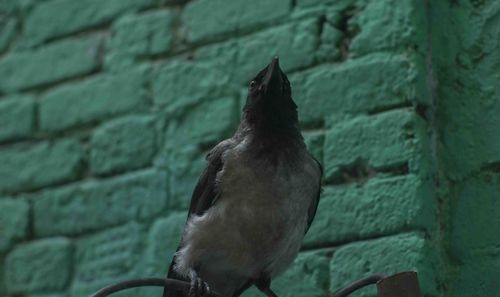 Close-up of bird perching on wall