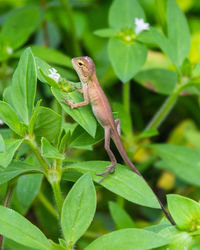 Close-up of lizard on leaves