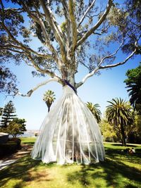 Low angle view of trees