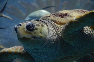 Close-up of turtle in aquarium