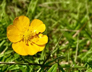 Close-up of yellow flower blooming outdoors