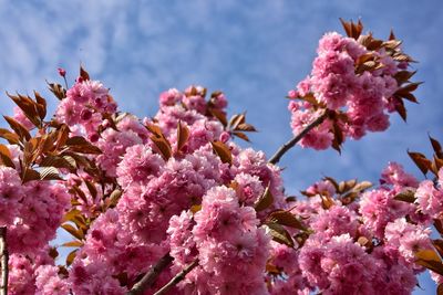 Close-up of pink cherry blossoms in spring