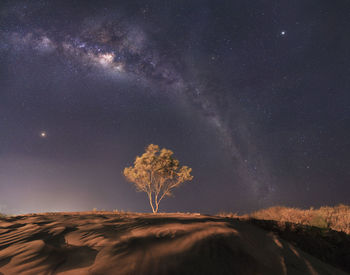 Trees on land against sky at night