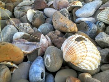 Seashells shells on beach