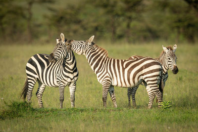 Plains zebra stands biting another beside foal