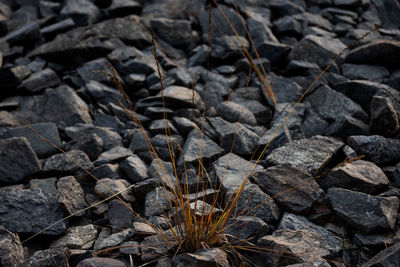 soil
