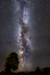 Low angle view of trees against star field at night