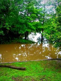 Scenic view of lake in forest