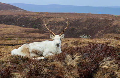 Portrait of reindeer relaxing on field against mountains