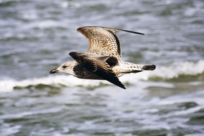 Bird flying over water