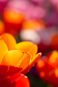 Close-up of yellow flower