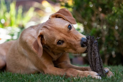 Dog looking away