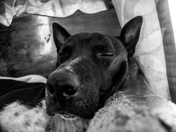 Close-up of a dog resting