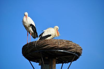 Low angle view of white storks on nest against clear blue sky