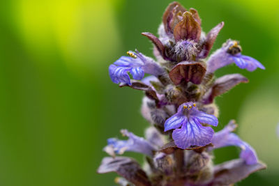 Close-up of purple flowering plant