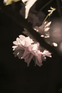 Close-up of flowers