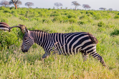 Zebra in a field