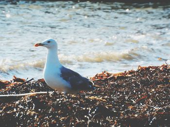 Bird in water