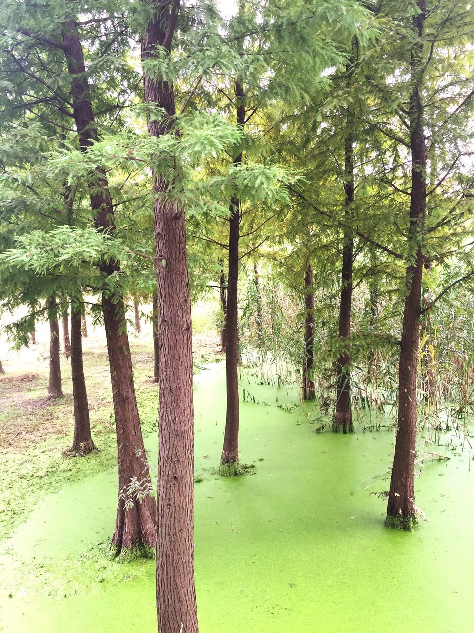 tree, tree trunk, tranquility, growth, tranquil scene, nature, beauty in nature, scenics, green color, park - man made space, shadow, branch, water, sunlight, wood - material, landscape, day, idyllic, outdoors, park