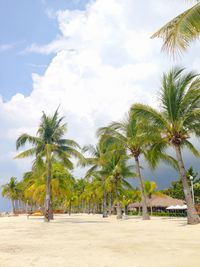 Palm trees on beach against sky