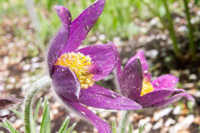 Close-up of purple crocus flower