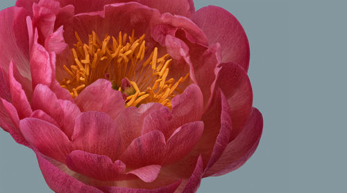 Close-up of pink flower