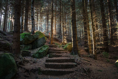 Low angle view of trees growing in forest