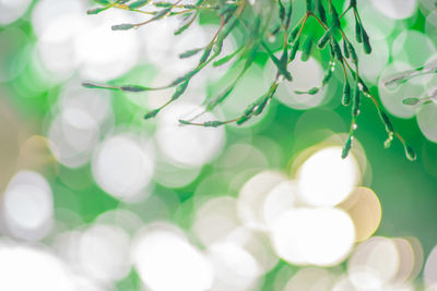 Full frame shot of plants