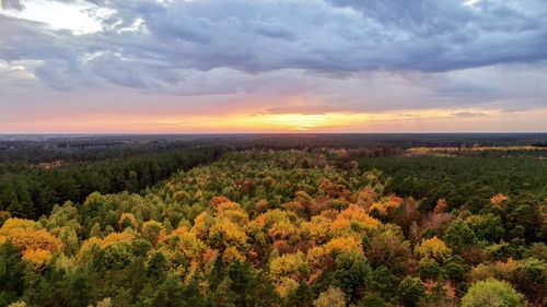 Scenic view of trees against sky during sunset