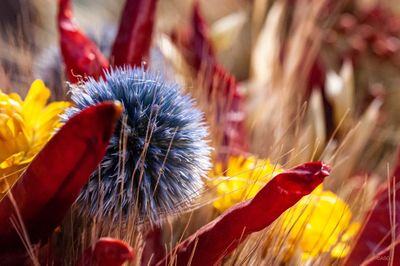 Close-up of red flowering plant